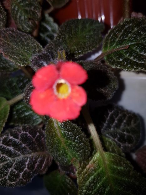  - EPISCIA