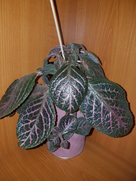  - EPISCIA