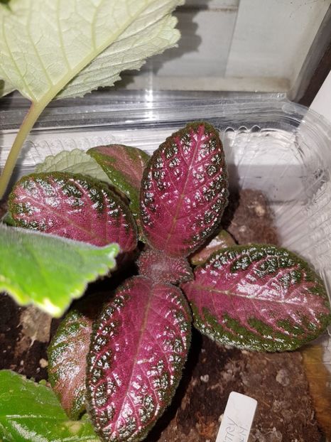  - EPISCIA