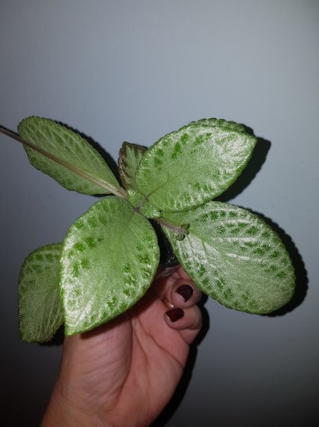  - EPISCIA