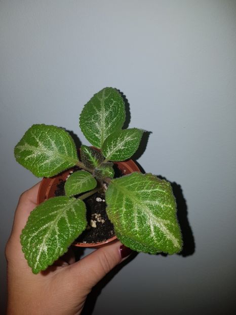  - EPISCIA