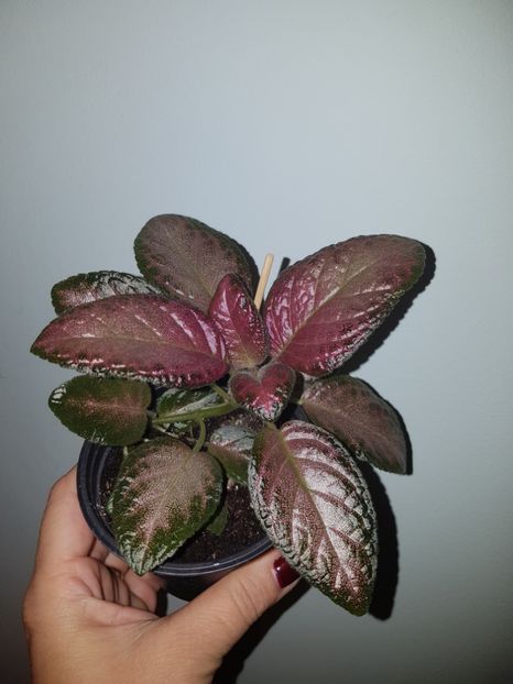  - EPISCIA