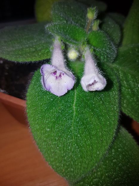  - EPISCIA