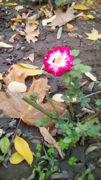 Hocus Pocus - prima floare - Gradina mea la sfarsit de octombrie 2018