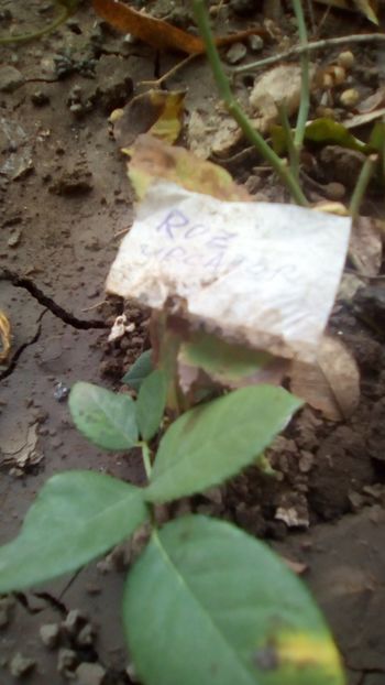  - Gradina mea la sfarsit de octombrie 2018