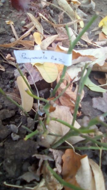 IMG-20181101-WA0029 - Gradina mea la sfarsit de octombrie 2018