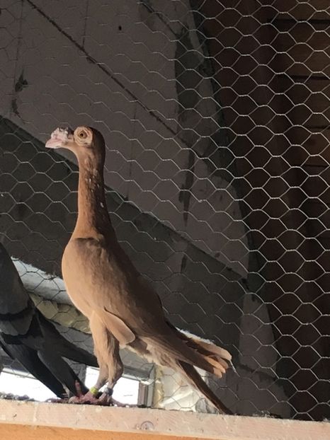 5B908E22-BEBB-49BF-95B0-C9DE4906AC44 - CARIERI MATCA 2018