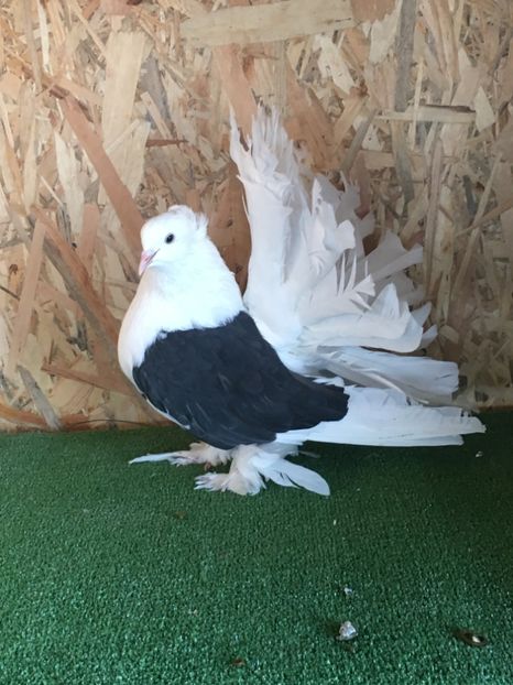 1B849D08-B72C-4853-BD2A-04AA720449BF - VOLTATI INDIENI FEMELE