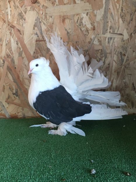 D8D75C61-40BF-4A83-905D-2A4E3B6218FC - VOLTATI INDIENI FEMELE