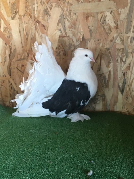 C18DC91E-436F-4C6E-81B9-95A717FA62C2 - VOLTATI INDIENI FEMELE