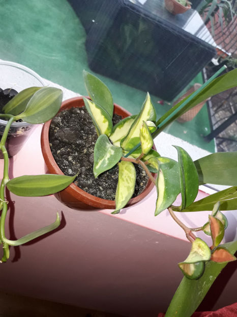  - Hoya Carnosa Tricolor