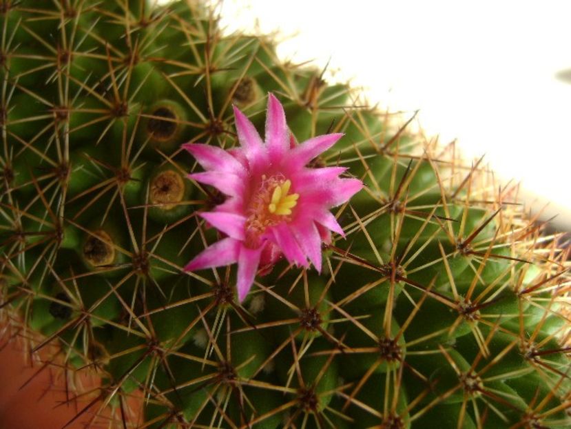Mammillaria backebergiana - Cactusi 2018 continuare