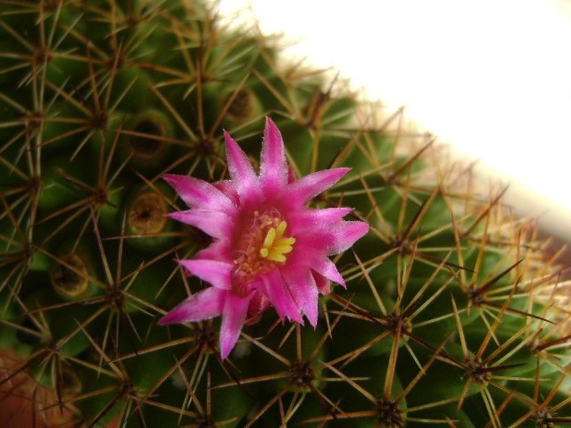 Mammillaria backebergiana - Cactusi 2018 continuare