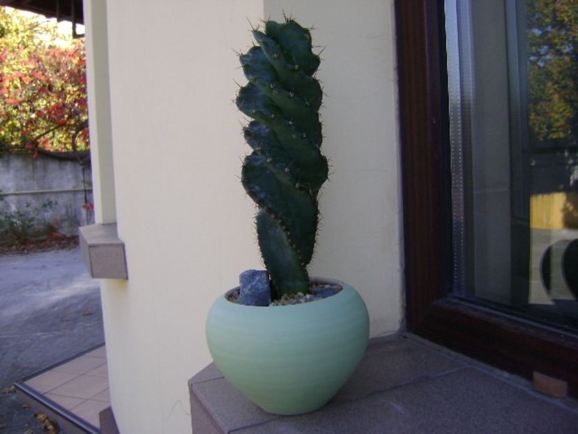 Cereus forbesii cv. spiralis - Cactusi 2018 final de an