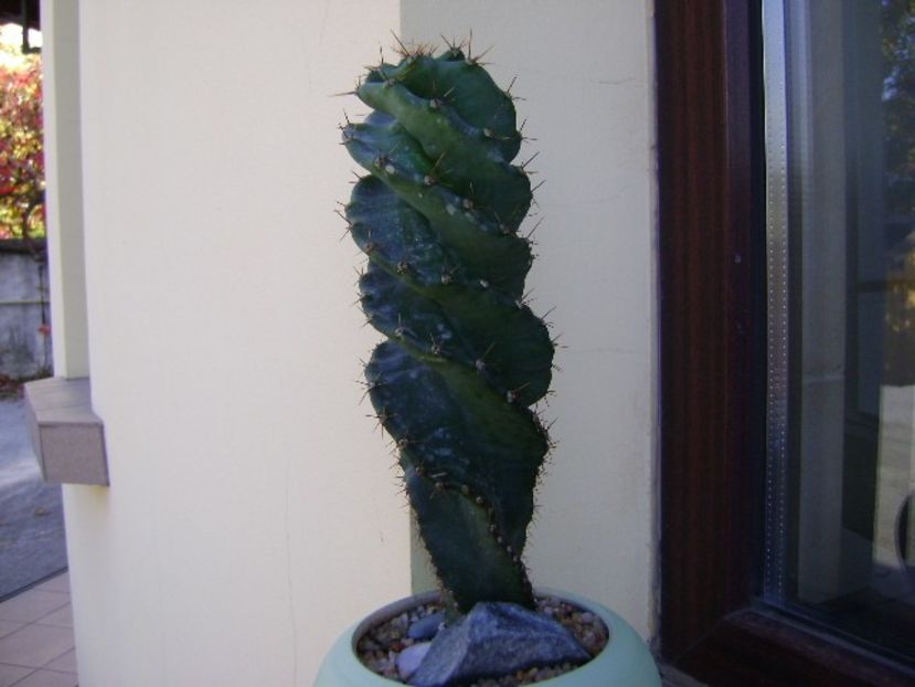 Cereus forbesii cv. spiralis - Cactusi 2018 final de an