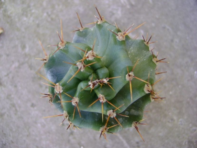 Cereus forbesii cv. spiralis, detaliu - Cactusi 2018 final de an