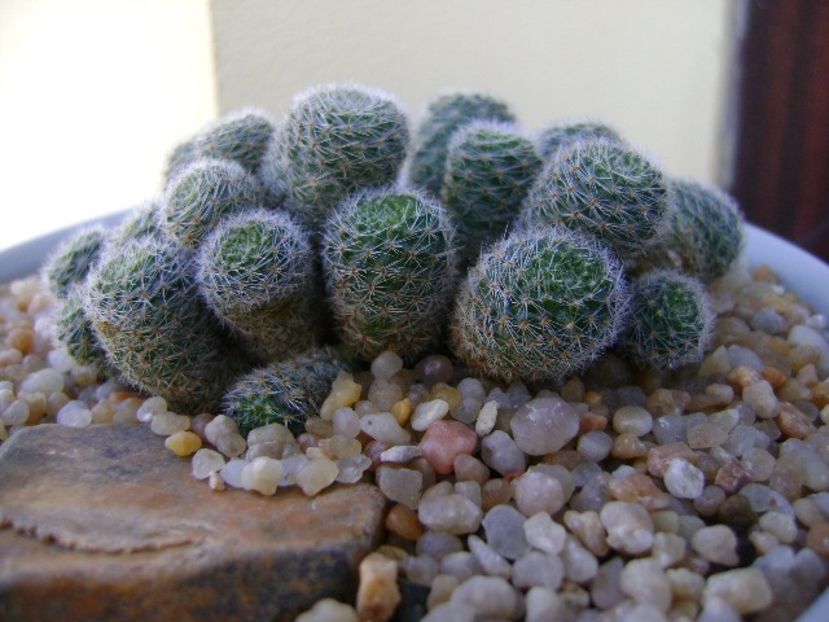 Rebutia cv. sunrise - Cactusi 2018 final de an