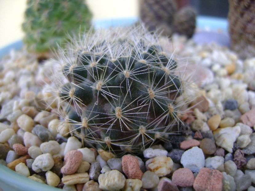 Rebutia flavistyla - Cactusi 2018 final de an