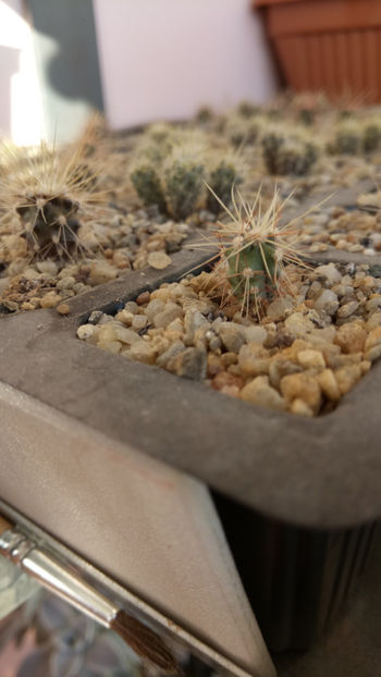 30.10.2018 - Însamantari 01 04 2018