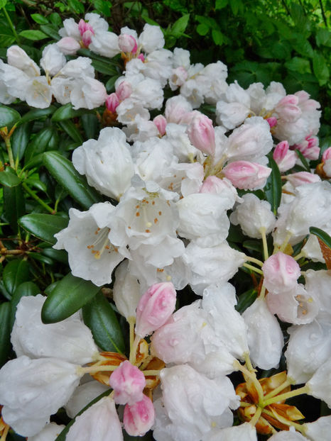  - Azalee si Rhododendroni
