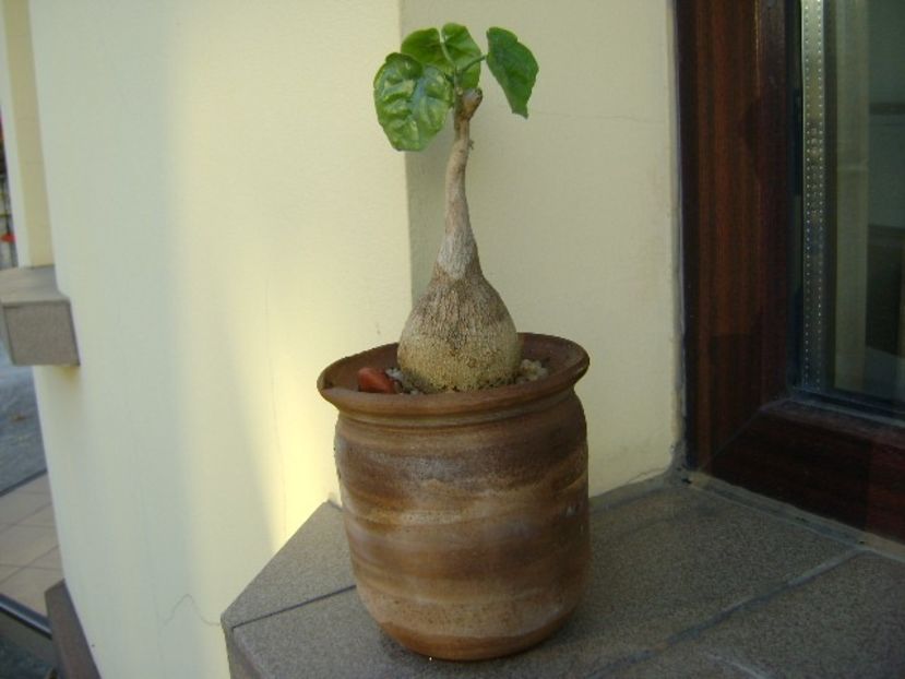 Pyrenacantha malvifolia - Caudiciforme si bulbi 2018