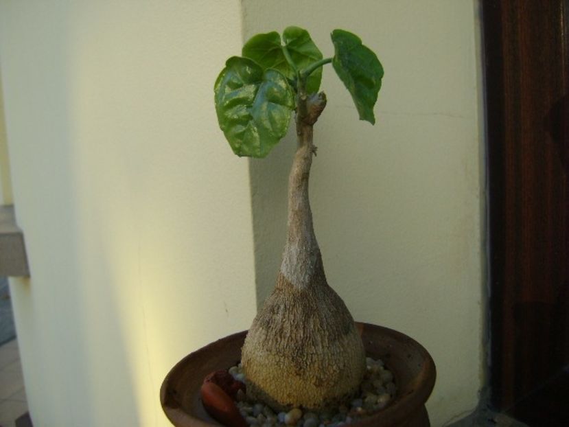 Pyrenacantha malvifolia - Caudiciforme si bulbi 2018