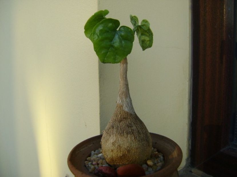 Pyrenacantha malvifolia - Caudiciforme si bulbi 2018