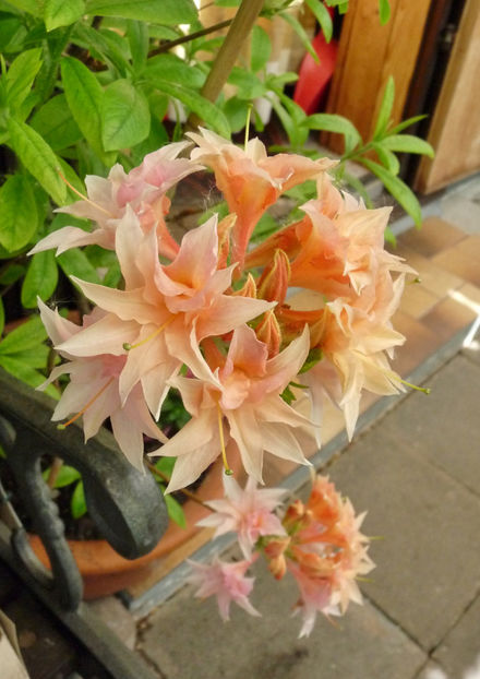  - Azalee si Rhododendroni