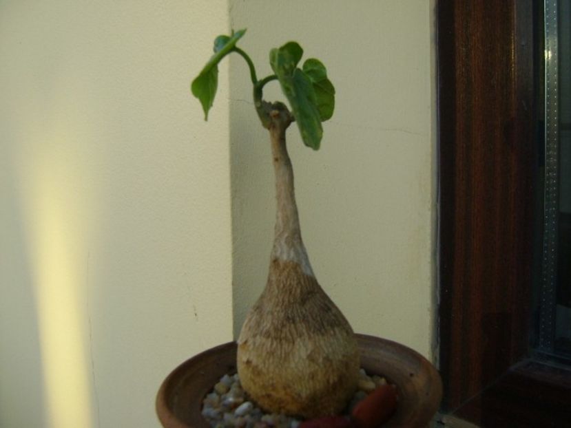 Pyrenacantha malvifolia - Caudiciforme si bulbi 2018