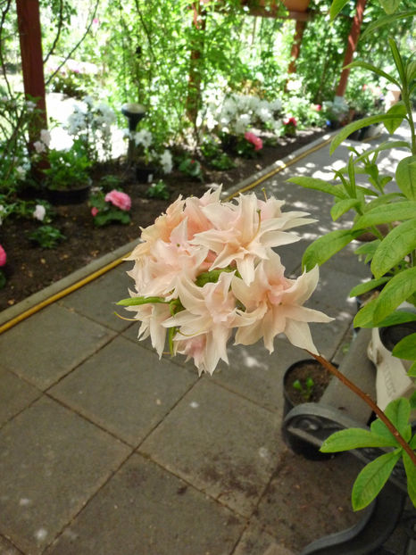  - Azalee si Rhododendroni