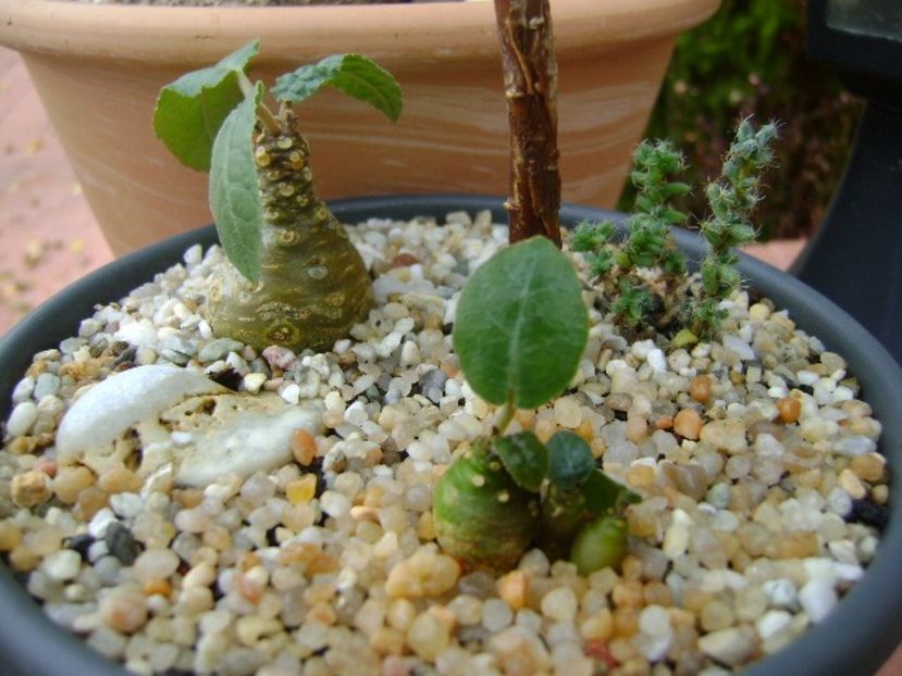 Grup de plante cu caudex - Caudiciforme si bulbi 2018