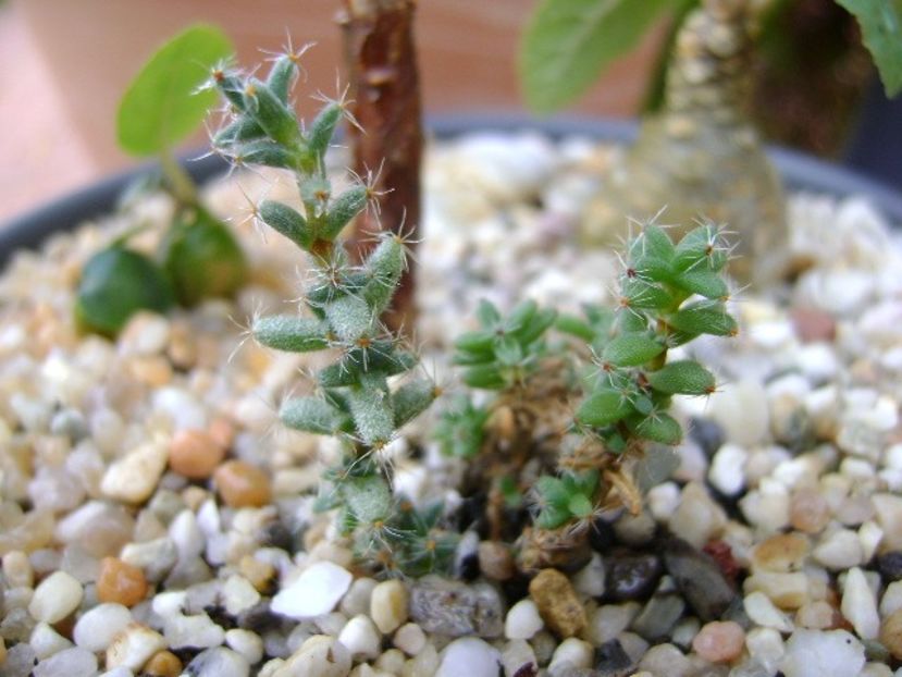 Trichodiadema bulbosum - Caudiciforme si bulbi 2018