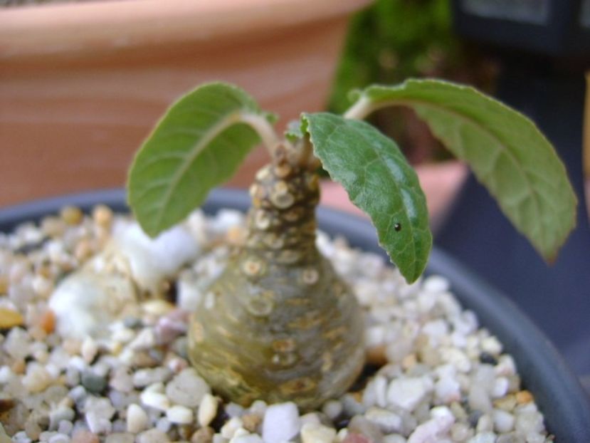 Dorstenia foetida - Caudiciforme si bulbi 2018