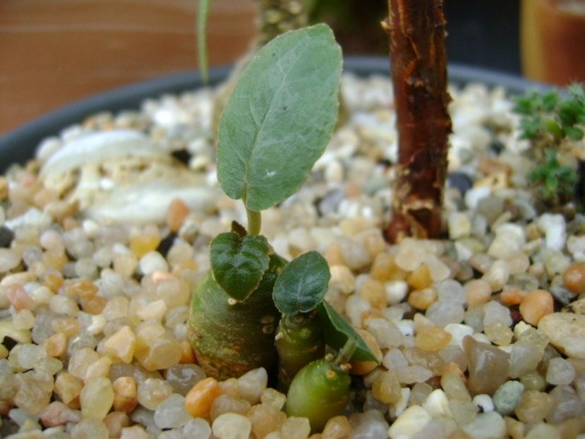 Dorstenia crispa - Caudiciforme si bulbi 2018