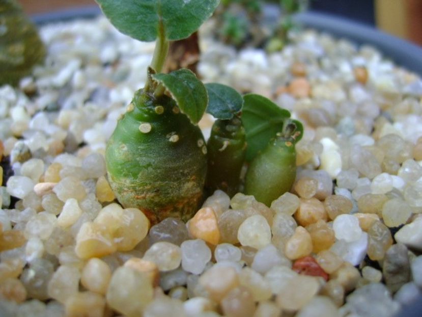 Dorstenia crispa - Caudiciforme si bulbi 2018