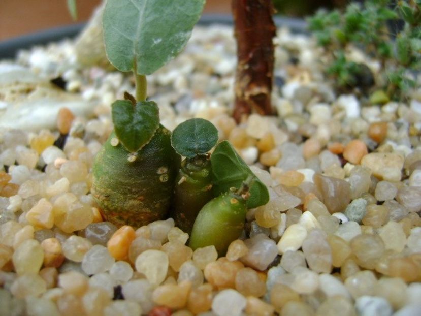 Dorstenia crispa - Caudiciforme si bulbi 2018
