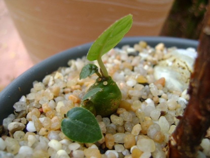 Dorstenia crispa - Caudiciforme si bulbi 2018