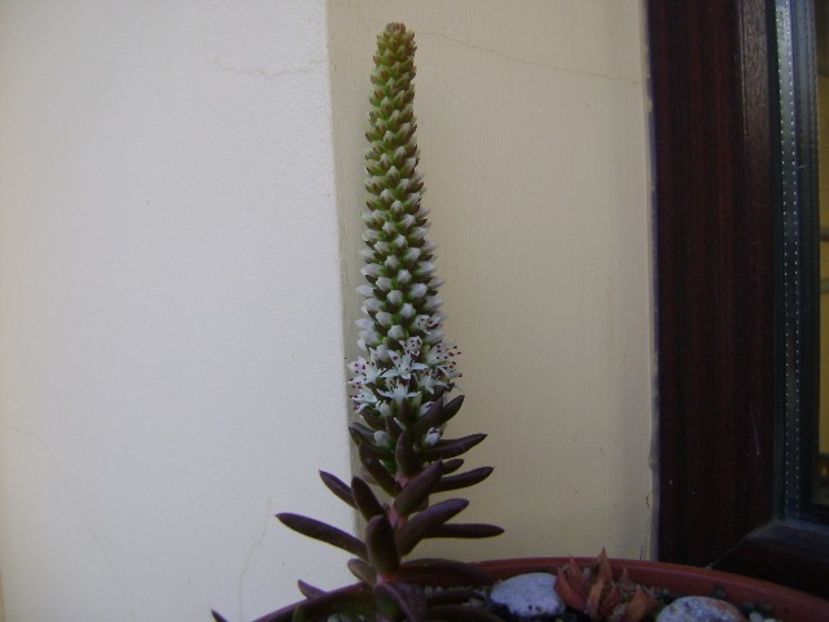 Orostachys erubescens, inflorescenta - Suculente 2018