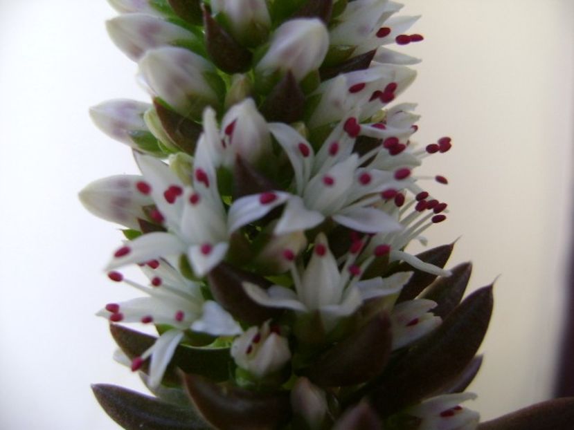 Orostachys erubescens - Suculente 2018