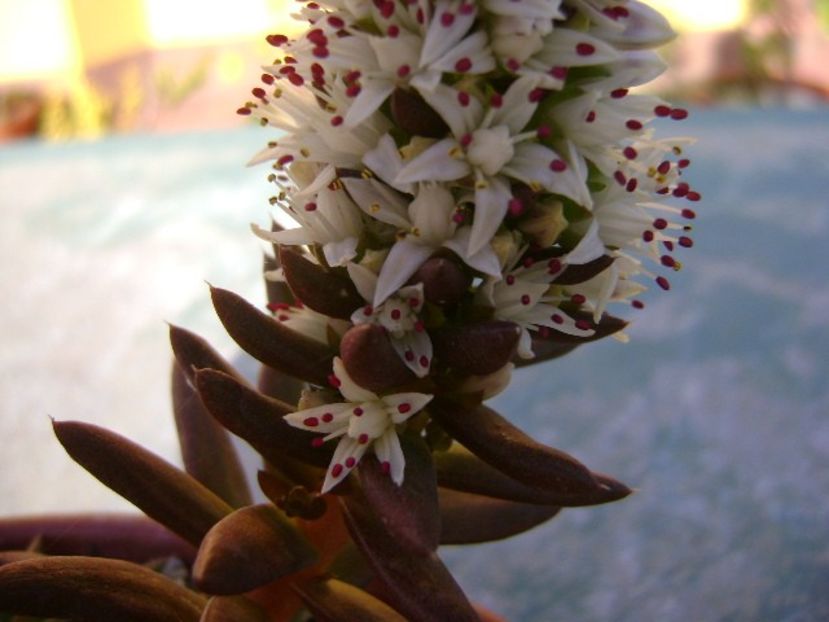 Orostachys erubescens - Suculente 2018