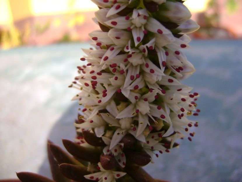 Orostachys erubescens - Suculente 2018