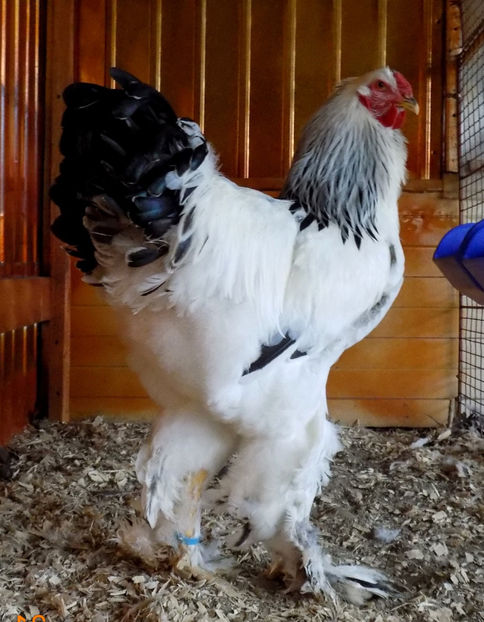  - VIITOR SPERANTE PTR 2019