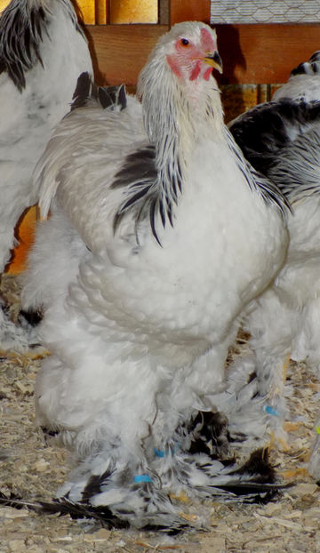  - VIITOR SPERANTE PTR 2019