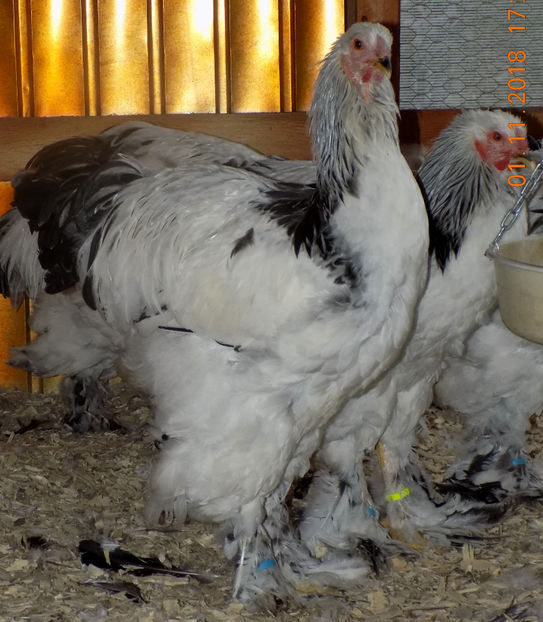  - VIITOR SPERANTE PTR 2019