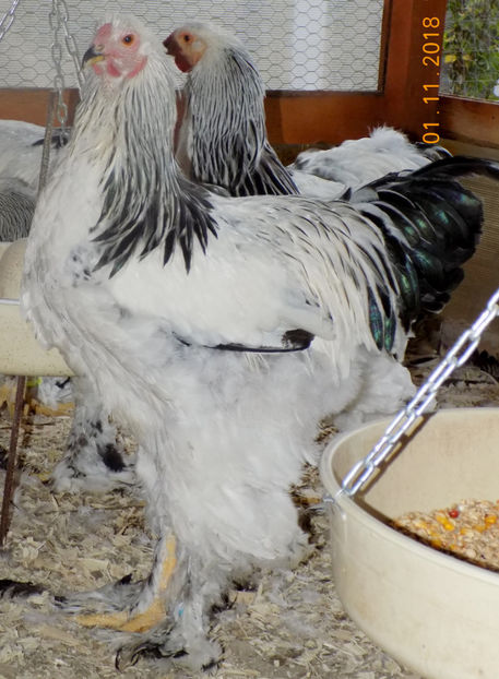  - VIITOR SPERANTE PTR 2019