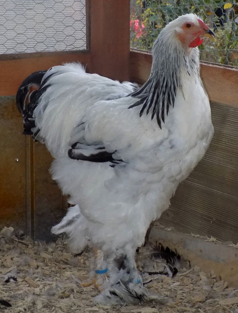  - VIITOR SPERANTE PTR 2019