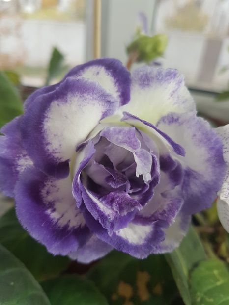  - gloxinia 2018