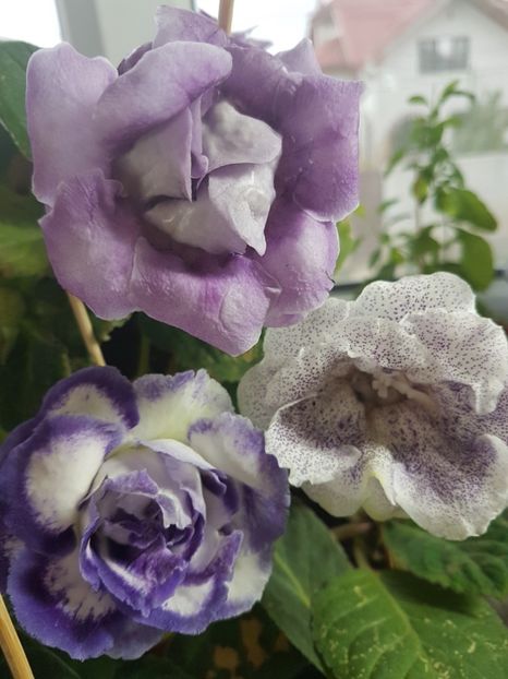  - gloxinia 2018