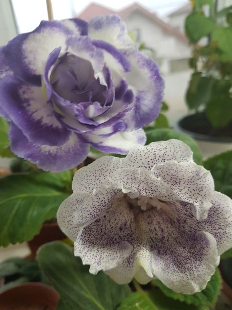  - gloxinia 2018