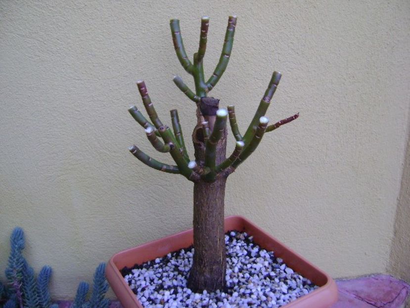 Euphorbia umbellata (Synadenium grantii) - Bonsai si prebonsai 2018-2020
